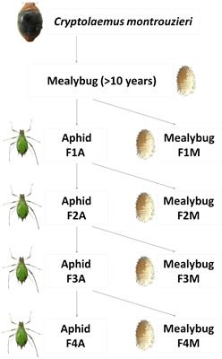 Physiological and Evolutionary Changes in a Biological Control Agent During Prey Shifts Over Several Generations